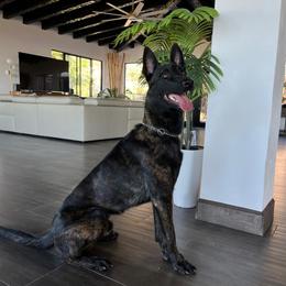 Scar - Black brindle male Dutch Shepherd puppy in San Diego, California from TecK9s
