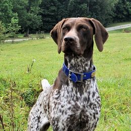 German Shorthaired Pointers from Ruff on Birds GSP