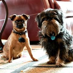 Brussels Griffon and Pug All Grown Up from South Ridge Brussels Griffons