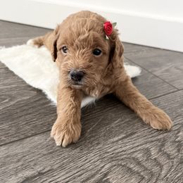 Labradoodle Puppies from Uintah Basin Doodles