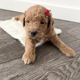 Labradoodle Puppies from Uintah Basin Doodles