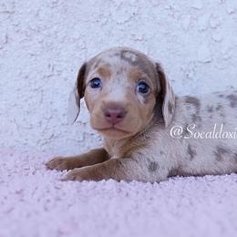 Gypsy - Fawn (isabella) and tan female Dachshund puppy in Apple Valley, California from Socaldoxies
