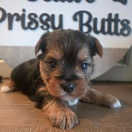 Kingston - Black and gold male Yorkshire Terrier puppy in Clermont, Florida from Bella's Prissy Butts