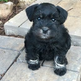 Miniature Schnauzer Puppies from The BrickHouse Miniature Schnauzers