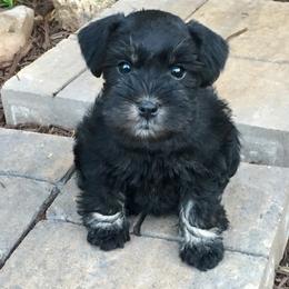 Miniature Schnauzer Puppies from The BrickHouse Miniature Schnauzers