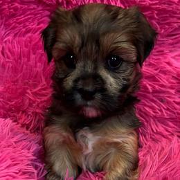 Nina - Gold female Morkie puppy in Dighton, Massachusetts from Massachusetts Morkies
