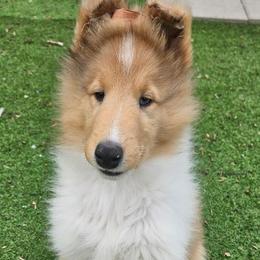 Flavian - Sable merle male Collie puppy in Hunterdon County, New Jersey from Chivalry Hill Collies