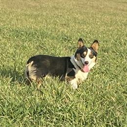 Harper - Pembroke Welsh Corgi