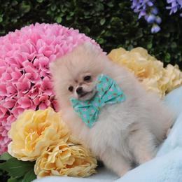 Teddy - Cream male Pomeranian puppy in Woodbine, Georgia from Bowdachs Cream Pies