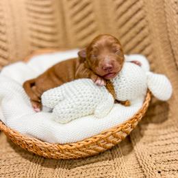 Reed - Red  male Goldendoodle puppy in Sulphur, Louisiana from Curly Q’s Of Carlyss