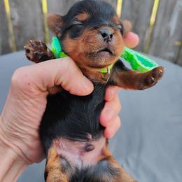 Mr. Green - Black and gold male Yorkshire Terrier puppy in Woodway, Texas from The Yorkie Empire
