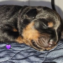 Rottweiler Puppies from Pearce Rottweilers