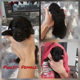 Piglet - Black and tan female Cockapoo puppy in Zanesville, Ohio from Oodles of Doodles & Poos