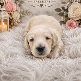 Leo - Cream male Dachshund puppy in Chino Valley, Arizona from Dachshund Family Love Breeders