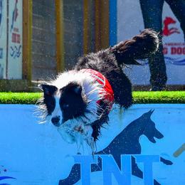 Border Collies from Mockingbird Border Collies