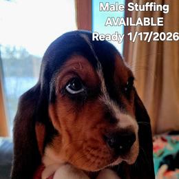 Stuffing - Black white and brown male Basset Hound puppy in Princeton, Minnesota from Blissful Basset Hounds