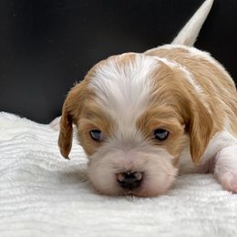 Flower - Red female Cavapoo puppy in Columbus, Montana from Montanas Mountain Bernedoodles