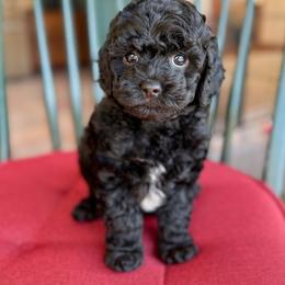 Dobby - Black and white male Cockapoo puppy in Mt Bethel, Pennsylvania from Stasia’s Cutiepoos