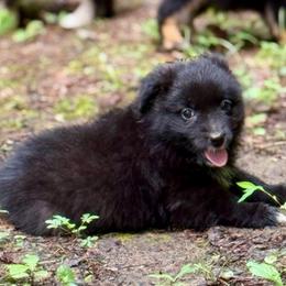 Miracle - Black & white female Miniature Australian Shepherd puppy in Patterson, North Carolina from DreamLine Aussies