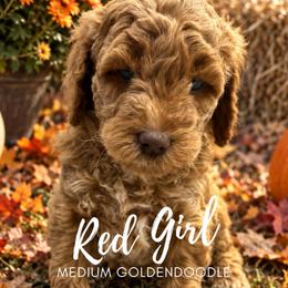 Red Girl - Apricot female Goldendoodle puppy in Travelers Rest, South Carolina from Bailey Mountain Doodles