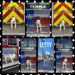 Boy 4 - White and black Dalmatian puppy in Waxahachie, Texas from Tiff’s Dalmatian Plantation