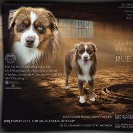 Rueben - Miniature American Shepherd