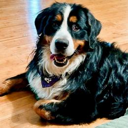 Jax - Black tan and white male Bernese Mountain Dog puppy in Boiling Springs, South Carolina from OlliePups, LLC