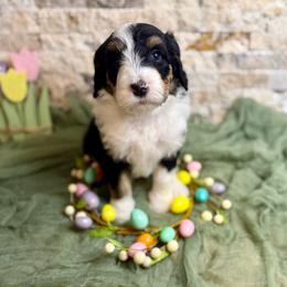Tiernan - Tri-color male Bernedoodle puppy in Midland, Michigan from Northern Charm Farm