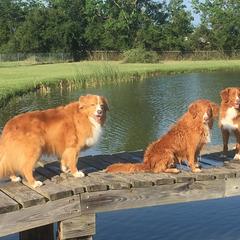Nova Scotia Duck Tolling Retrievers from Healing Towards Heeling