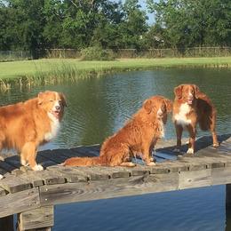 Nova Scotia Duck Tolling Retrievers from Healing Towards Heeling