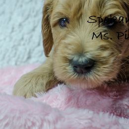 Labradoodle Puppies from Spokane Doodle