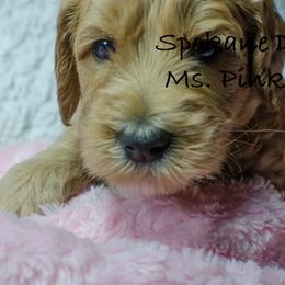 Labradoodle Puppies from Spokane Doodle