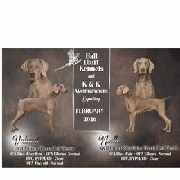 Weimaraner puppies from Ball Bluff Kennel