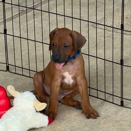 Captain - Rd whtn blk nose male Rhodesian Ridgeback puppy in Montgomery, Texas from Timber Ridge Kennels