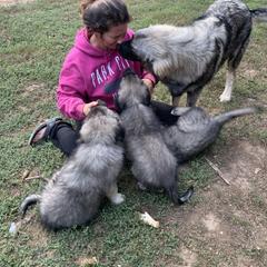 Sarplaninac Puppies from Sarplaninac in the USA