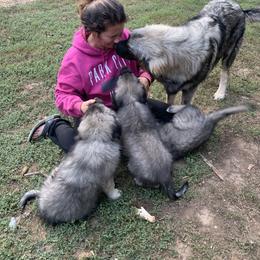 Sarplaninac Puppies from Sarplaninac in the USA