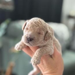 Snowflake - Cream male Goldendoodle puppy in Brooksville, Florida from Abby’s Standard Goldendoodles