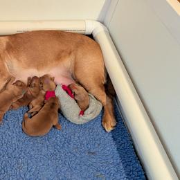 Red Dot - Yellow male Labrador Retriever puppy in Farmingdale, New Jersey from Familyraised Labradors