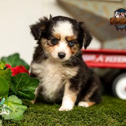 Sage - Black tri female Toy Australian Shepherd puppy in Granbury, Texas from Best Little Aussies