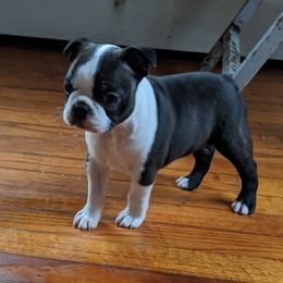 Boston Terrier Puppies from Achates Bostons