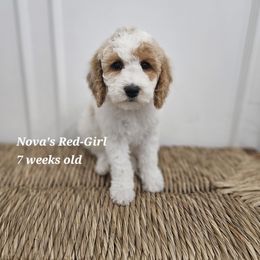 Red - Cream female Labradoodle puppy in Payson, Utah from Utah County Labradoodles