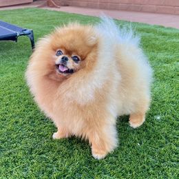 James - Orange male Pomeranian puppy in Hot Springs, Arkansas from Pomeranian Empire
