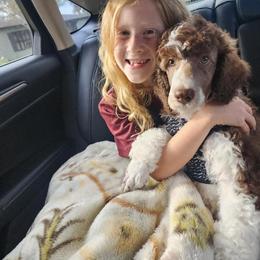 Poodle puppies from Burt Family Poodles