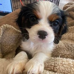Cavalier King Charles Spaniel Puppies from Peaceful Promise Cavaliers