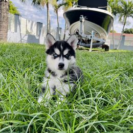 Maltese and Siberian Husky Puppies from Nyx’s Pack