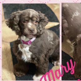 Mary Ann - Cocker Spaniel
