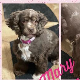 Mary Ann - Cocker Spaniel