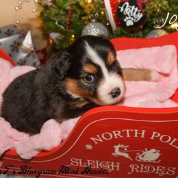 Miniature Australian Shepherd Puppies from JnT's Bluegrass Mini Aussies