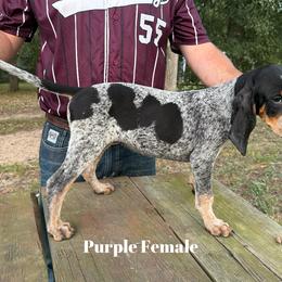 Bluetick Coonhound Puppies from RE Hounds