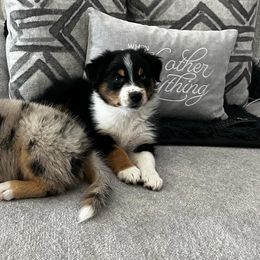 Australian Shepherd Puppies from Hub City Aussies